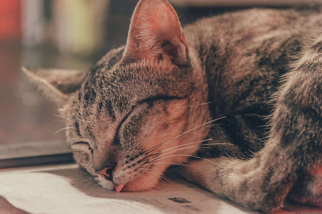 Prezent dla kociary i kociarza – jaki prezent dla wielbicieli kotów sprawdzi się najlepiej?